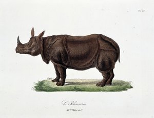 Natuurhistorische plaat: Zoölogische plaat die de Neushoorn afbeeldt - in 