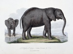 Natuurhistorische plaat: Zoölogische plaat die de Afrikaanse olifant afbeeldt; Elephas Africanus - in 