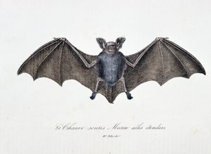 Natuurhistorische Plaat: Zoölogische plaat die de Vleermuis Murin met uitgespreide vleugels afbeeldt - in "Volledige Werken van Buffon" door natuuronderzoeker Georges Louis Leclerc, Graaf van Buffon (1707 - 1788). Gravure uit 1837. door Georges Louis Leclerc