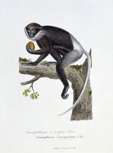 Natuurhistorische plaat: Zoölogische plaat die de Witte Rump Semnopitheque afbeeldt, Semnopithecus Leucoprymnus, Otto - in 