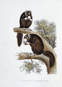 Natuurhistorische plaat: Zoölogisch bord dat de tweekleurige eekhoorn (Sciurus bicolor) voorstelt - in “Werken van Buffon” door natuuronderzoeker Georges Louis Leclerc, Graaf van Buffon (1707 - 1788). Gravure uit 1837