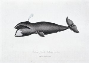 Natuurhistorische plaat: Zoölogisch bord dat de gewone vinvis, Balaena borealis voorstelt - in “Werken van Buffon” door natuuronderzoeker Georges Louis Leclerc, Graaf van Buffon (1707 - 1788). Gravure uit 1837 door Georges Louis Leclerc