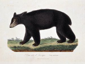 Natuurhistorische plaat: Zoölogische kaart die De Zwarte Beer van Amerika (Ursus americanus) voorstelt - in Werken van Buffon door natuuronderzoeker Georges Louis Leclerc, Graaf van Buffon. Gravure uit 1837. door Georges Louis Leclerc