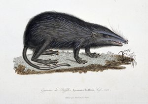 Natuurhistorische plaat: Zoölogische kaart die de Gymnure van Raffles afbeeldt, Gymnura Rafflesii, Lefs, man - in 
