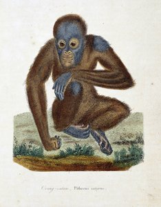Natuurhistorische plaat: Zoölogische kaart die de Orang-oetan (orang-oetan, orang-oetang, orang-oetang), Pithecus satyrus afbeeldt - in 