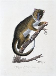 Natuurhistorische plaat: Zoölogische kaart die de Phalanger van Cook afbeeldt (Phalangista Cookii) - in 