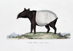 Natuurhistorische Plaat: Zoölogische kaart die Le Tapir Maiba (Tapirus Indicus) afbeeldt - in "Werken van Buffon" door natuuronderzoeker Georges Louis Leclerc, Graaf van Buffon (1707 - 1788). Gravure uit 1837.