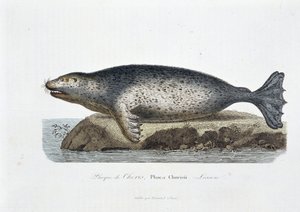 Natuurhistorisch bord: Zoölogisch bord dat de zeehond van Choris, Phoca Chorisii, Lesson voorstelt - in “Werken van Buffon” door natuuronderzoeker Georges Louis Leclerc, Graaf van Buffon (1707 - 1788). Gravure uit 1837