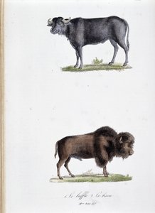Natuurhistorische plaat: Zoologische plaat met de Buffel en de Bizon - in 