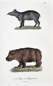 Natuurhistorische plaat: Zoologische plaat met de Tapir en de Nijlpaard - in 