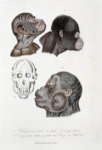 Natuurhistorische plaat: Zoölogische plaat die 1. Jonge chimpansee; 2. jonge Orang-oetan (orang-oetan, orang-oetang, orang-oetang); 3. Volwassen Orang-oetan; 4. Schedel van de Pongo de Wurmb afbeeldt - in 