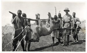 Leeuw bij Bahr el Ghazal, Am Dafok, 1925