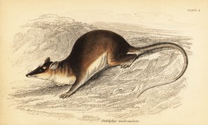 Bruine vierogige buidelrat, Metachirus nudicaudatus door Georges Robert Waterhouse