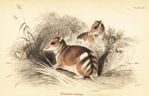 Oostelijke gestreepte buidelrat, Perameles gunnii (gravure) door Georges Robert Waterhouse