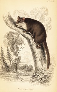 Acrobates pygmaeus door Georges Robert Waterhouse