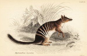 Numbat, Myrmecobius fasciatus. Bedreigd door Georges Robert Waterhouse