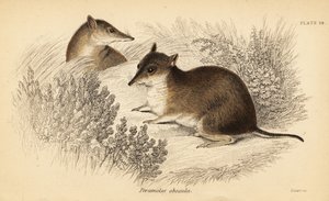 Zuidelijke bruine bandicoot, Isoodon obesulus. Bedreigd