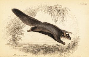 Squirrel glider, Petaurus norfolcensis door Georges Robert Waterhouse