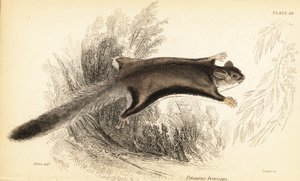 Suikerglider, Petaurus breviceps (gravure) door Georges Robert Waterhouse
