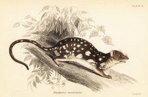 Tijgerquoll, Dasyurus maculatus, 1841 (gravure)