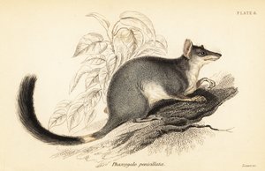Tuan of gewone wambenger, Phascogale tapoatafa, 1841 (gravure) door Georges Robert Waterhouse