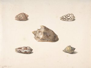 Vijf Schelpen, n.d. door Georgius Jacobus Johannes van Os