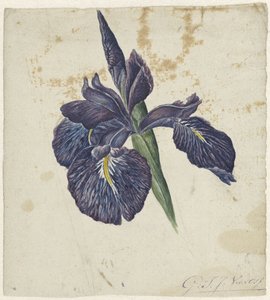 Iris door Georgius Jacobus Johannes van Os