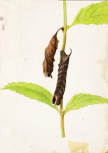 Gekruld dood blad dat sfinxrups nabootst, studie voor boek Concealing Coloration in the Animal Kingdom