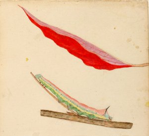 "Spiegelrups, studie voor boek "Concealing Coloration in the Animal Kingdom