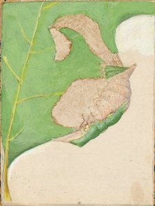 Eikenbladrandrups, studie voor boek Concealing Coloration in the Animal Kingdom door Gerald H. Thayer
