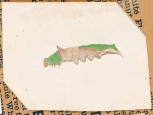 Eikenbladrandrups, studie voor boek Concealing Coloration in the Animal Kingdom