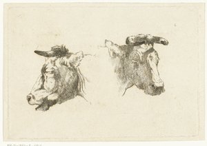 Twee hoofden van koeien