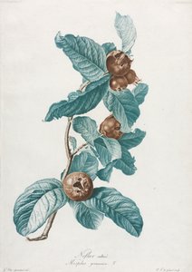 Gecultiveerde Mispel Mespilus germanica, ca. 1800