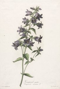Bloemen getekend naar de natuur: Klokjesbloem door Gerard van Spaendonck
