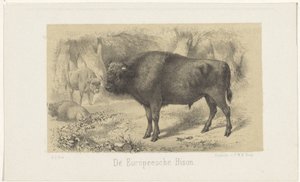 Europese bizon