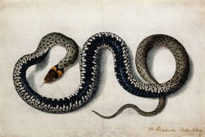Een ringslang, ca. 1675-1700