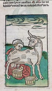 Een meid die een koe melkt, 1491