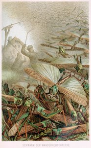 Een Zwerm Sprinkhanen, uit Brehms Tierleben, pub. 1860