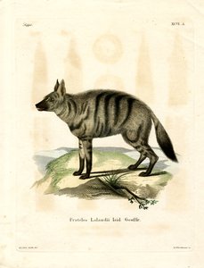 Aardwolf door German School