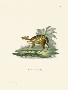 Afrikaanse Chevrotain door German School