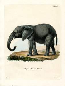 Afrikaanse olifant