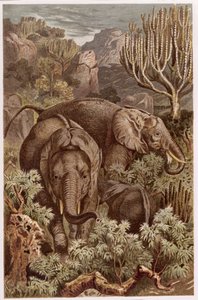 Afrikaanse olifant, plaat uit Brehms Tierleben: Allgemeine Kunde des Tierreichs, vol.3, p.9, gepubliceerd door Bibliographisches Institut, 1891 door German School