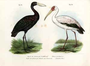 Afrikaanse Openbekooievaar, 1864