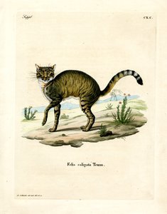Afrikaanse Wilde Kat