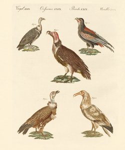 Afrikaanse en Aziatische gieren