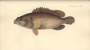 Alphestes afer, voor 1793