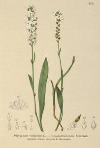 Alpen Duizendknoop (Bistorta vivipara, Polygonum viviparum, Persicaria vivipara) door German School
