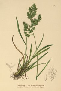 Alpen Beemdgras