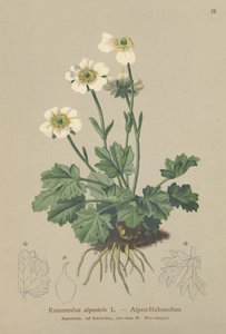 Alpen Boterbloem