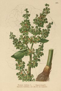 Alpen Zuring (Rumex alpinus) door German School